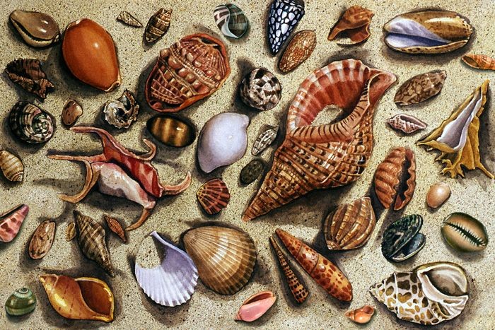 Seashells