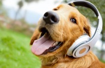 Sex, dogs and rock n roll – Top 10 songs about pets