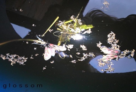 glossom-liverpool