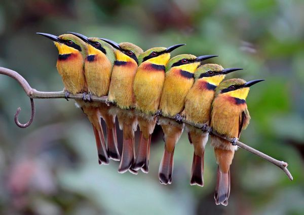 best-bird-photos-2012-little-bee-eaters_56461_600x450