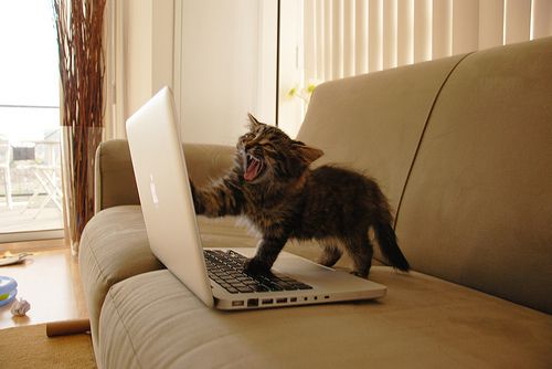 cat laptop