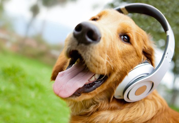 Sex, dogs and rock n roll