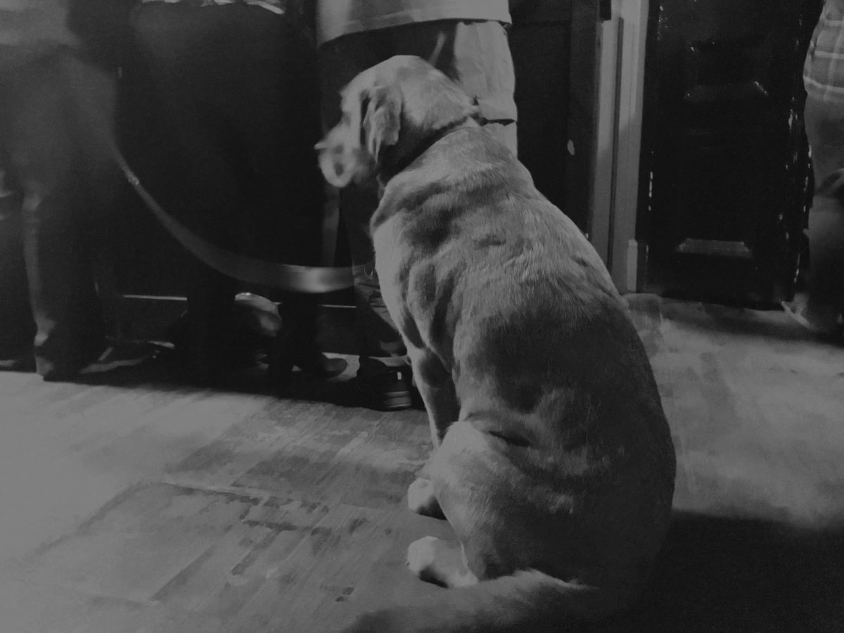 Deaf School - Guide Dog